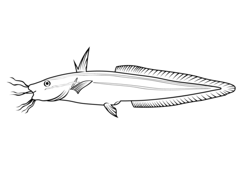 Striped Eel Catfish (Plotosus Lineatus) Coloring Page